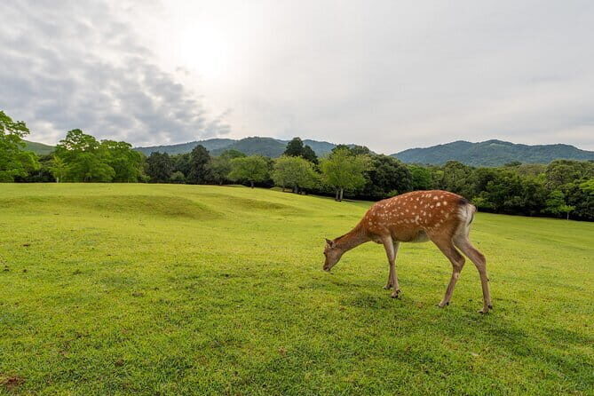 From Osaka-Kyoto: Kyoto and Nara 1Day Bus Tour - A Detailed Breakdown of the Tour Experience