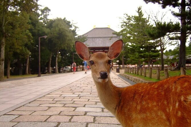 From Osaka-Kyoto: Kyoto and Nara 1Day Bus Tour - FAQs
