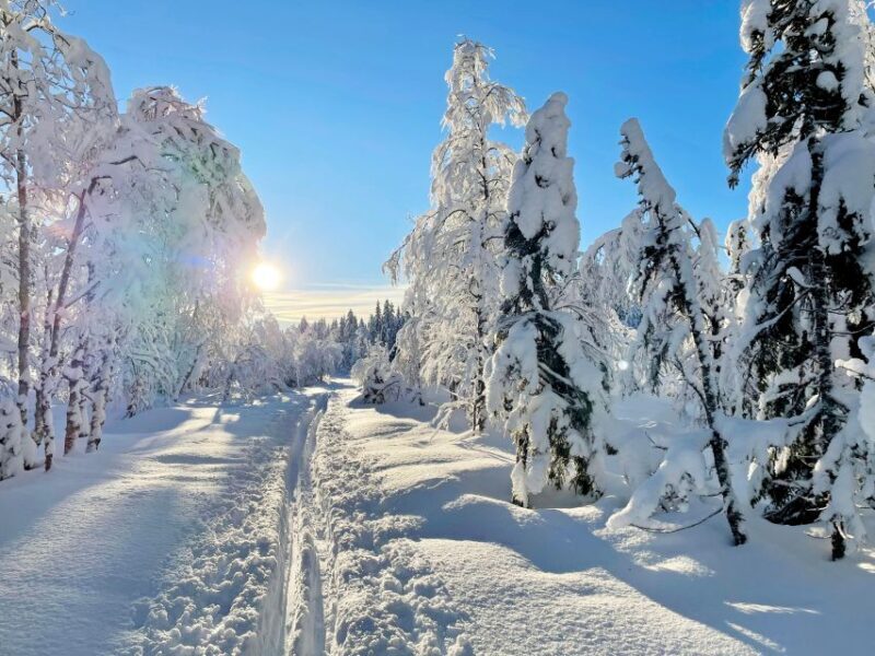 From Oslo: Oslomarka Forest Guided Snowshoeing Tour - What Makes This Tour Stand Out?