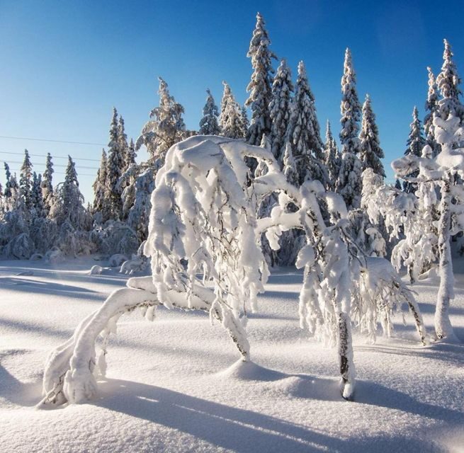 From Oslo: Oslomarka Forest Guided Snowshoeing Tour - Frequently Asked Questions