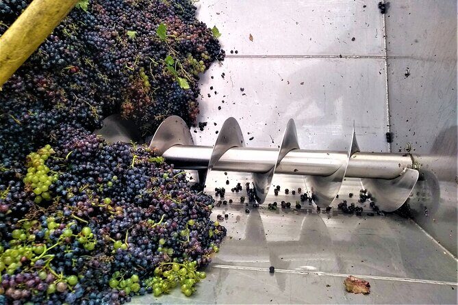 From Padua: Olive Oil & Wine in the Euganean Hills - Final Thoughts: Who Is This Tour For?