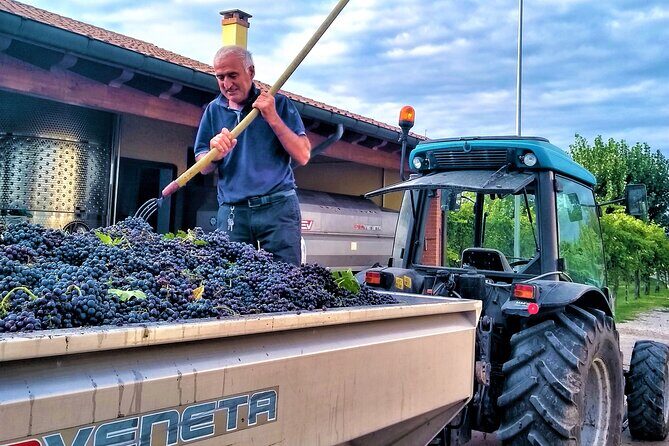 From Padua, Wine Tour in the Euganean Hills - An In-Depth Look at the Euganean Hills Wine Tour