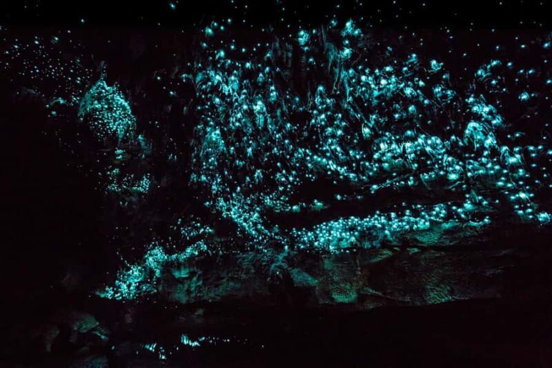 From Paihia: Kawiti Glowworm Caves Guided Tour - An Introduction to the Kawiti Glowworm Caves Experience