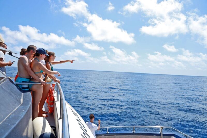 From Palma: 3-Hour Morning Dolphin Watching Boat Tour - Final Thoughts: Is This Tour Worth It?