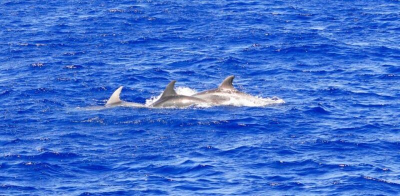 From Palma: 3-Hour Morning Dolphin Watching Boat Tour - FAQ