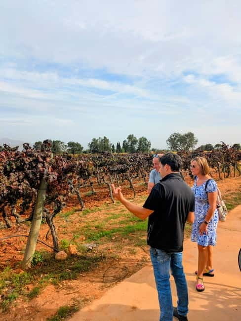 From Palma de Mallorca: Private Wine and Local Flavors Tour - Key Points