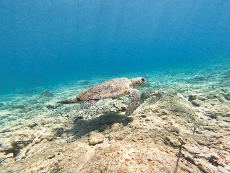FROM PAPHOS: Snorkeling at the Marine Park (shore) - Who Should Consider This Tour?