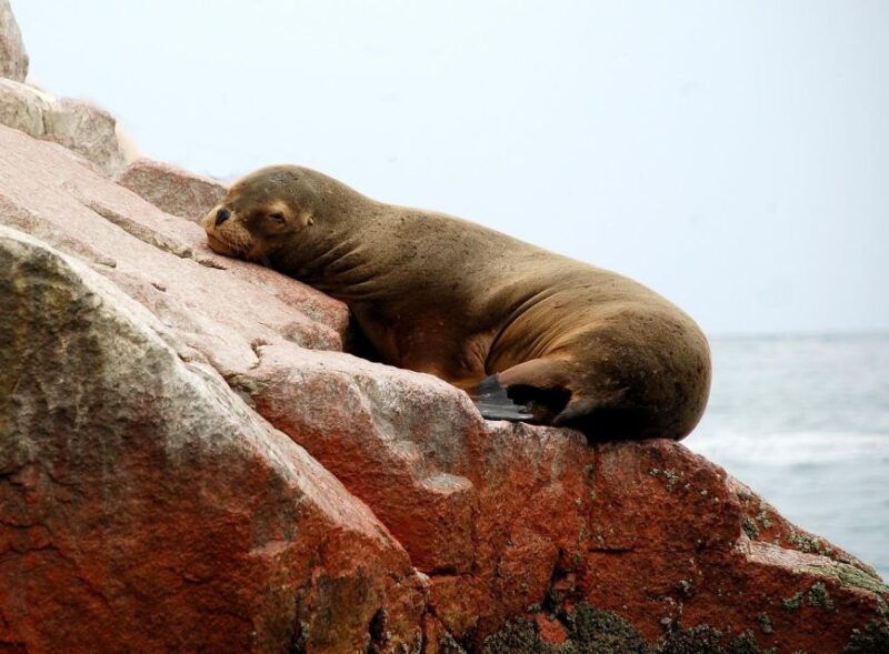 From Paracas: Ballestas Islands tour all Inclusive - A Deep Dive into the Paracas Ballestas Islands Tour