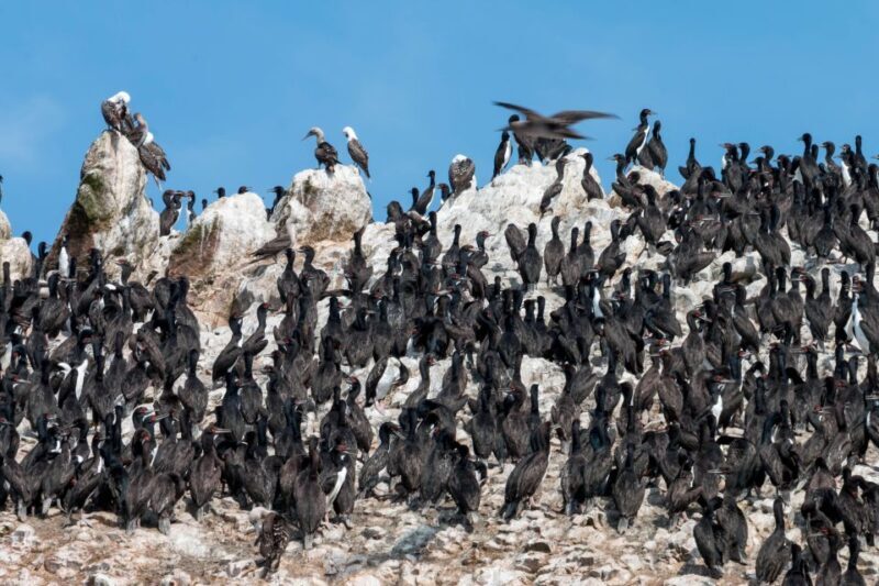 From Paracas: Ballestas Islands tour all Inclusive - What Makes This Tour Stand Out?