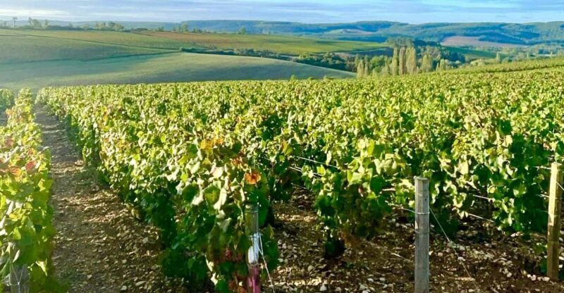 From Paris: Champagne, gastronomy and culture - The Experience Provider and Tour Details