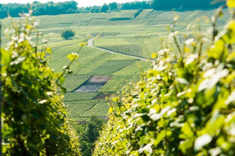 From Paris: Small-Group Champagne Day Trip with Six Tastings - Reims Cathedral - A Gothic Marvel