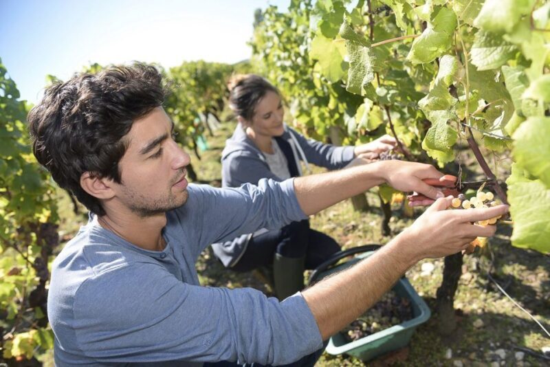 From Paris: Small-Group Champagne Day Trip with Six Tastings - Small Family-Run Winery Experience