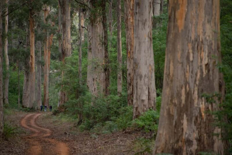 From Pemberton: Half-Day Beach and Forest Eco Adventure - Authenticity and Educational Value