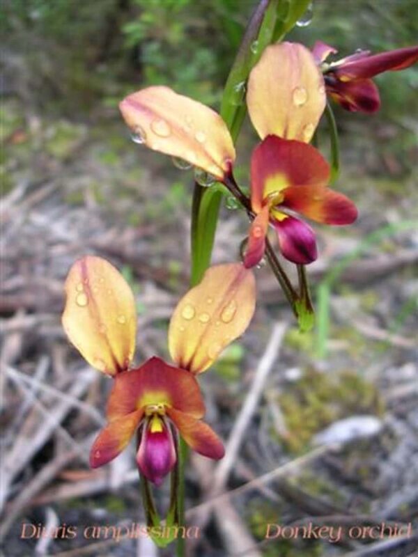 From Pemberton: Half-Day Beach and Forest Eco Adventure - FAQ