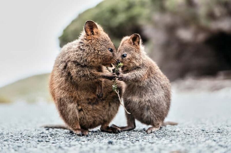 From Perth or Fremantle: Rottnest Island Ferry and Bus Tour - Who Should Book This Tour?