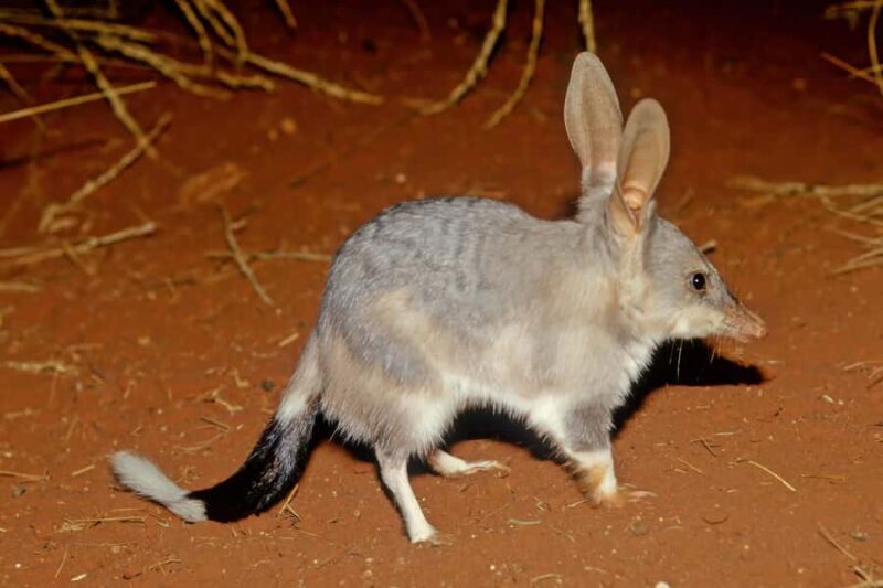 From Perth: Perth Wildlife Tour Under the Stars with Dinner - Key Points