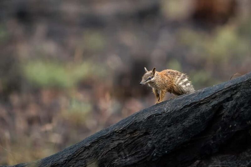From Perth: Perth Wildlife Tour Under the Stars with Dinner - An In-Depth Look at the Perth Wildlife Tour