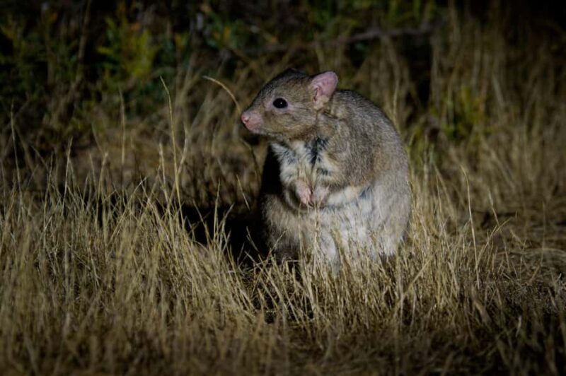 From Perth: Perth Wildlife Tour Under the Stars with Dinner - FAQs