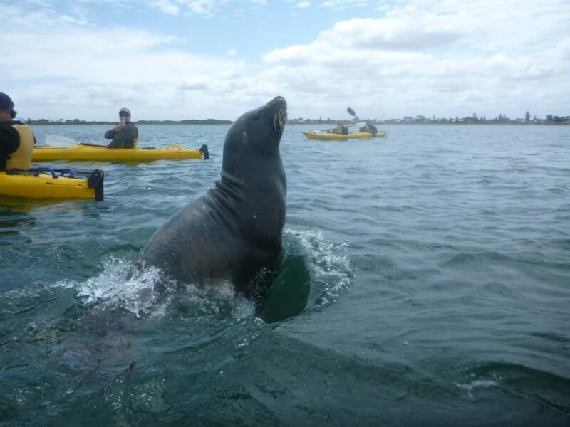From Perth: Rockingham Seal & Penguin Islands Sea Kayak Tour - Authentic Experiences and Real Feedback
