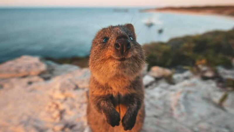 From Perth: Rottnest Island Ferry & Bus Day Tour - Final Thoughts: Is This Tour Worth It?