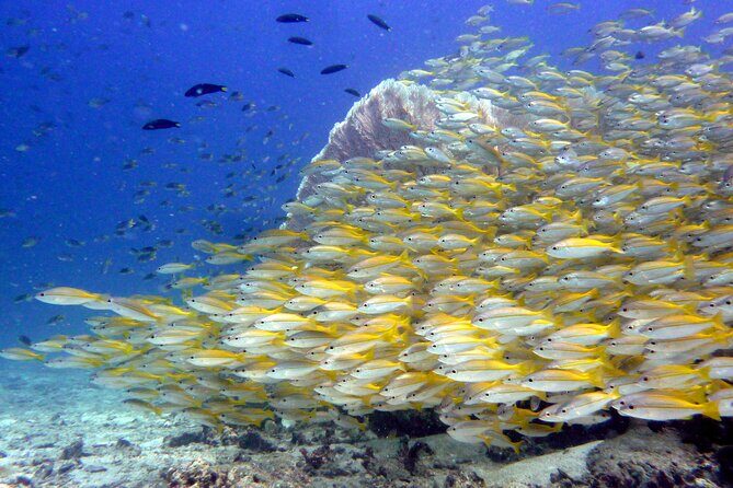 From Phi Phi: Half Day Discover Scuba (2 Dives) - The Sum Up: Who Should Consider This Tour?