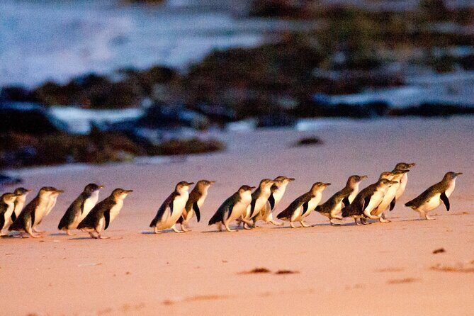 From Phillip Island: Wine and Wildlife Tour with Penguin Parade - Exploring the Itinerary: What Makes Each Stop Special