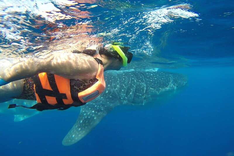 From Playa del Carmen: Whale Shark Tour - Setting the Scene: What to Expect