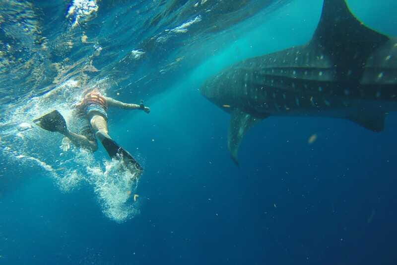 From Playa del Carmen: Whale Shark Tour - What to Keep in Mind