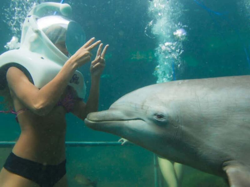 From Playa del Carmen: Xel-Há All-Inclusive Park - Transportation and Practicalities