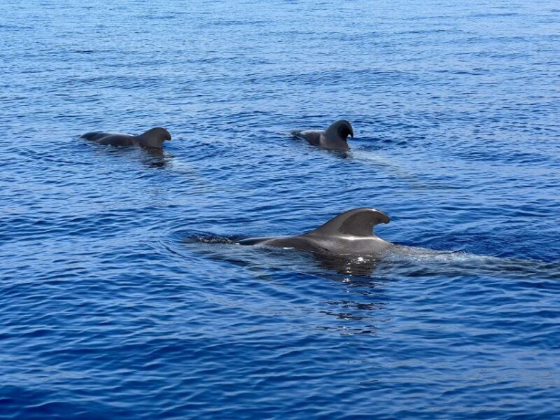 From Playa San Juan: Whale Watching, Gigantes, and Masca Bay - Who Will Love This Tour?