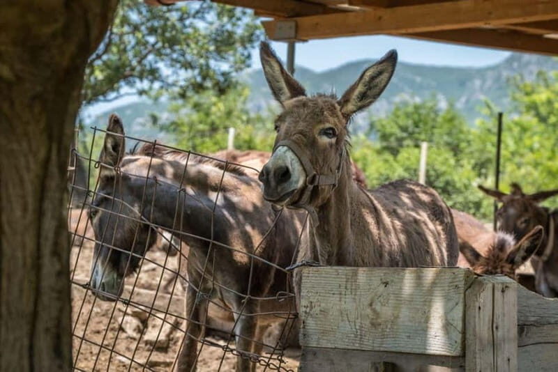 From Podgorica: Donkey Farm Visit - Key Points