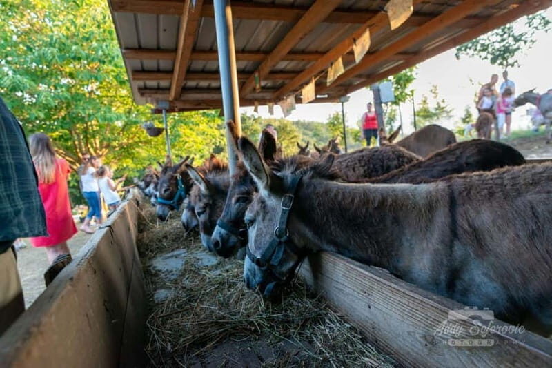 From Podgorica: Donkey Farm Visit - Exploring the Farm Experience