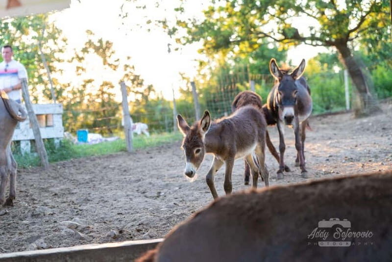 From Podgorica: Donkey Farm Visit - Who Should Choose This Tour?
