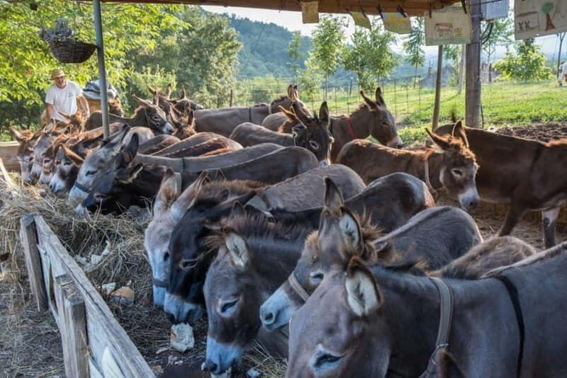 From Podgorica: Donkey Farm Visit - FAQ