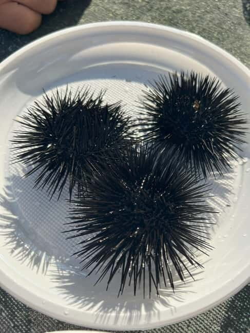 From Podgorica: Transfer to Budva and Boat Trip to St Stefan - FAQs