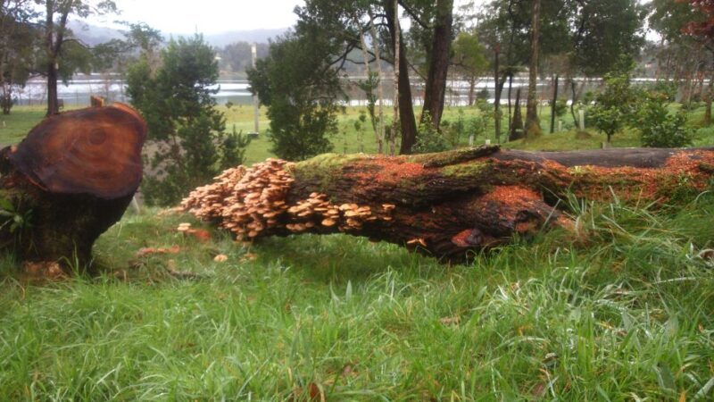 From Ponta Delgada: Furnas Lake Shore 4x4 Guided Day Trip - From Ponta Delgada: Furnas Lake Shore 4x4 Guided Day Trip - A Detailed Review