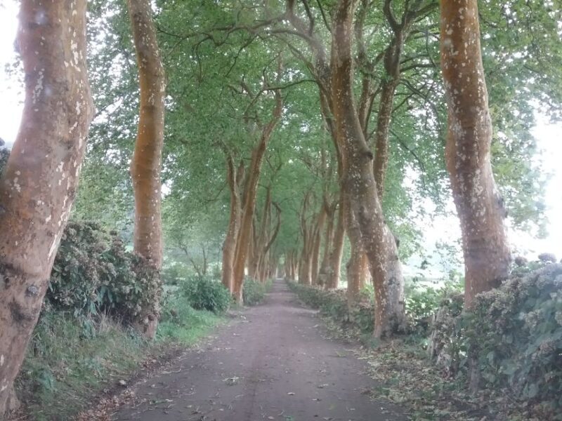 From Ponta Delgada: Nordeste 4x4 Guided Day Trip & Lunch - Exploring the Azores on a Nordeste 4x4 Guided Day Trip & Lunch