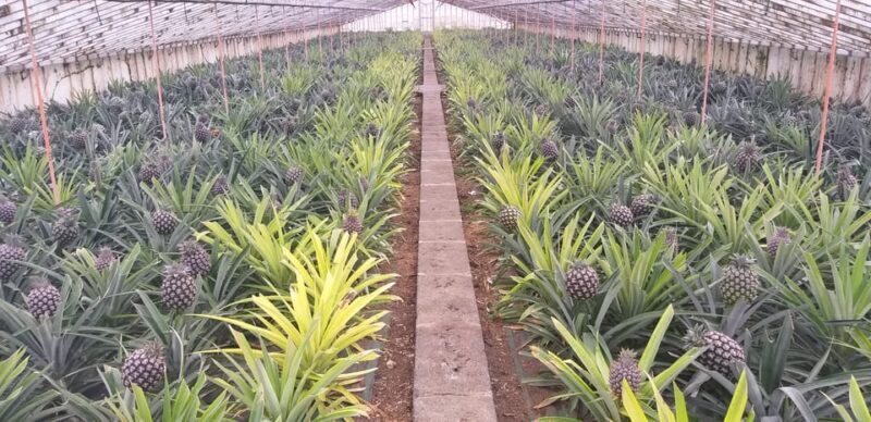 From Ponta Delgada: Sete Cidades Lakes & Fire Lake Day Tour - An In-Depth Look at the Tour Experience