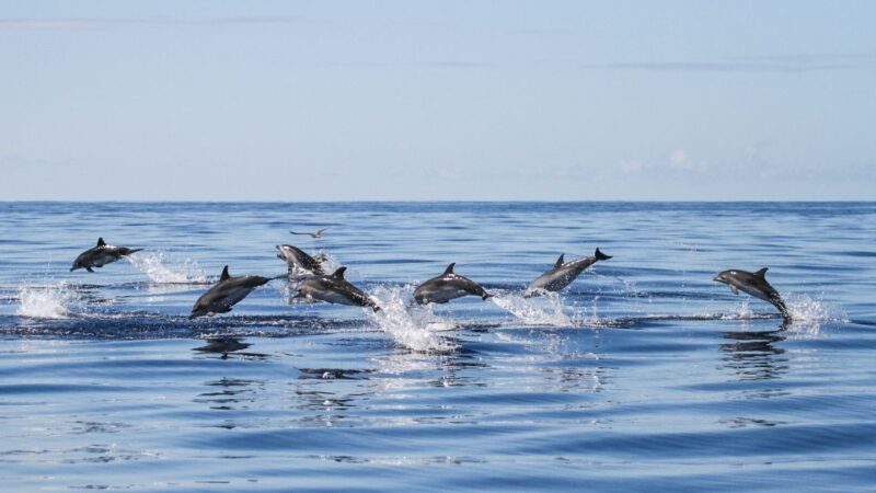 From Ponta Delgada: Whale and Dolphin Watching Trip - The Experience: What You Can Expect on the Trip