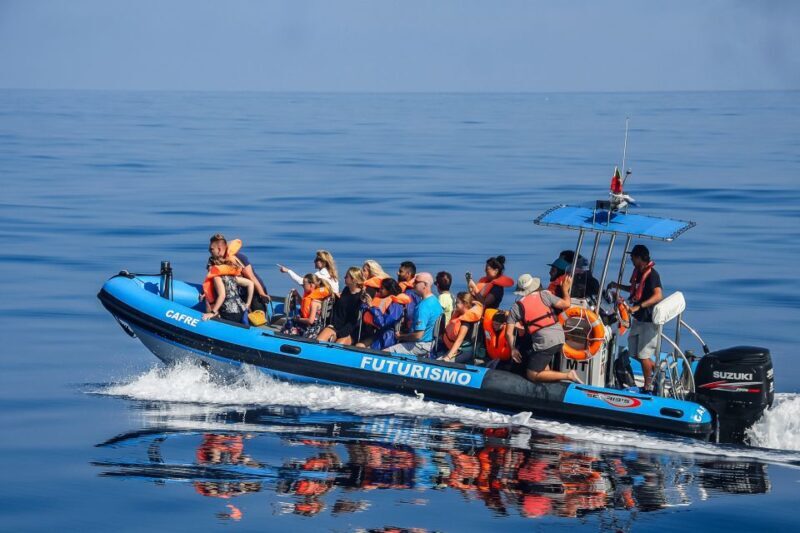 From Ponta Delgada: Whale and Dolphin Watching Trip - What’s Included & What’s Not