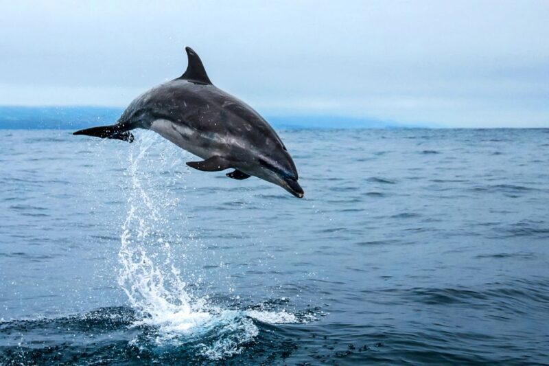From Ponta Delgada: Whale and Dolphin Watching Trip - Practical Tips for Your Trip