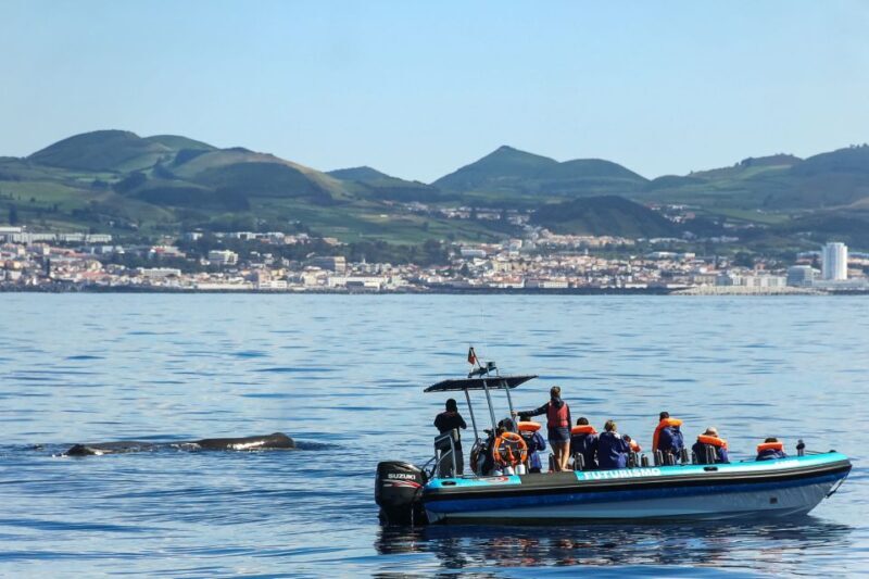From Ponta Delgada: Whale and Dolphin Watching Trip - The Value & Who It’s Best For