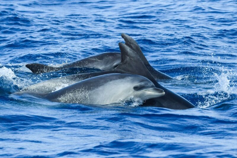 From Ponta Delgada: Whale and Dolphin Watching Trip - Final Thoughts