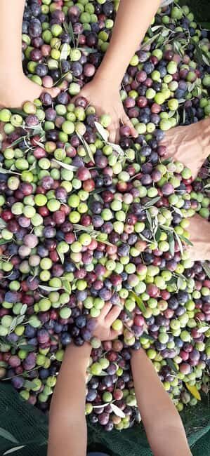 From Pore: Motovun & Gronjan with Local Products Tasting - An In-Depth Look at the Tour: From Porec to Istria’s Hilltop Gems