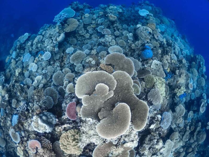 From Port Douglas: Outer Reef Cruise by Luxury Catamaran - Final Thoughts: Is It Worth It?