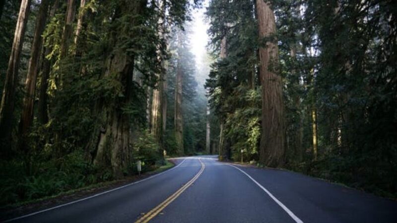 From Portland: Oregon Coast Tour - Key Points