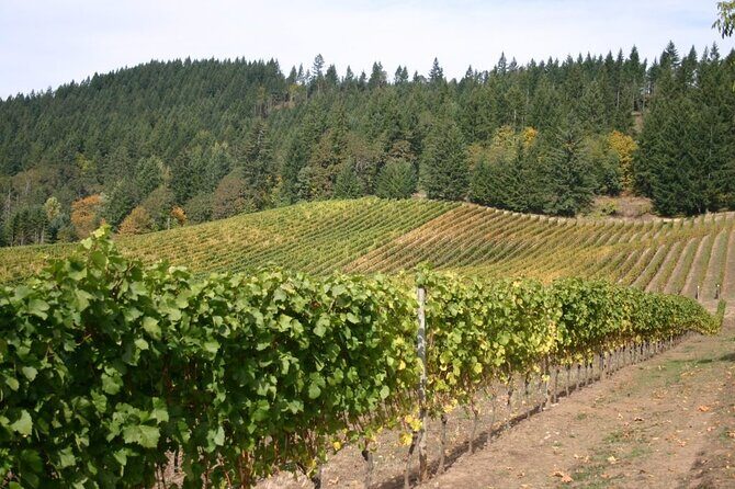 From Portland Private Willamette Valley Wine Tour - In-Depth Breakdown of the Experience