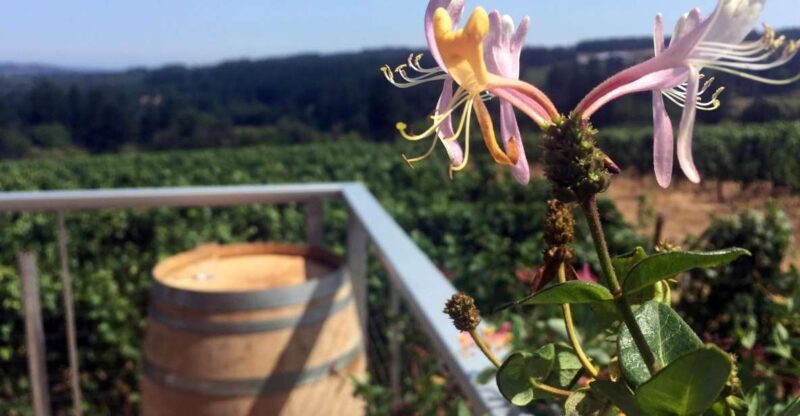 From Portland: Willamette Valley Character Wineries - What to Expect on the Tour