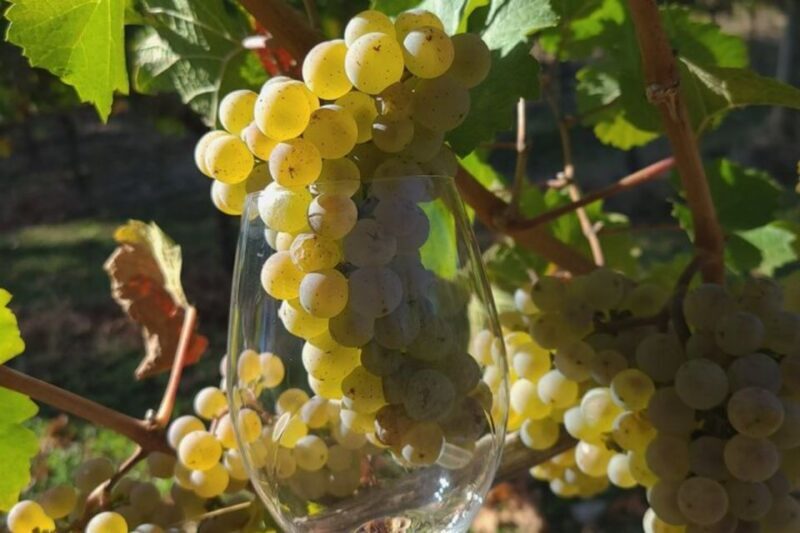 From Portland: Willamette Valley Full-Day Wine Tour - The Itinerary in Depth