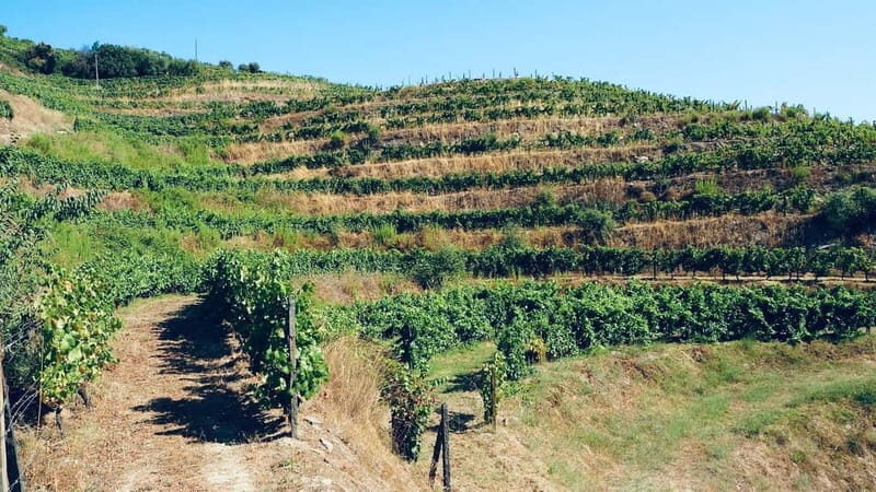 From Porto a private experience to Niepoort with lunch there - Final Thoughts: Is This Tour Right for You?